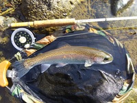 秩父フライフィールド 釣果