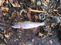 秩父フライフィールド 釣果