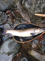 秩父フライフィールド 釣果