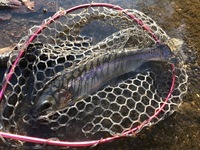 秩父フライフィールド 釣果