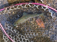 秩父フライフィールド 釣果