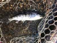 秩父フライフィールド 釣果