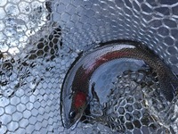 秩父フライフィールド 釣果