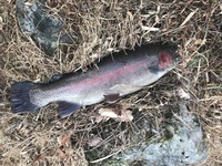 秩父フライフィールド 釣果