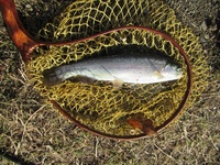 秩父フライフィールド 釣果