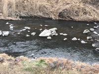 秩父フライフィールド 釣果