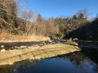 秩父フライフィールド 釣果