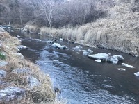 秩父フライフィールド 釣果