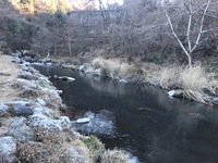 秩父フライフィールド 釣果