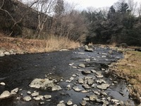 秩父フライフィールド 釣果