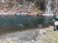 秩父フライフィールド 釣果