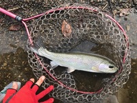 秩父フライフィールド 釣果