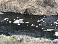 秩父フライフィールド 釣果