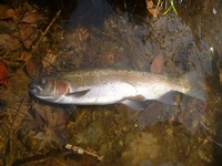 秩父フライフィールド 釣果