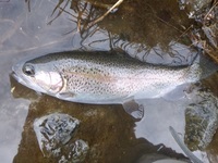 秩父フライフィールド 釣果