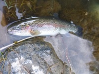 秩父フライフィールド 釣果