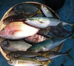 はじめ丸 釣果