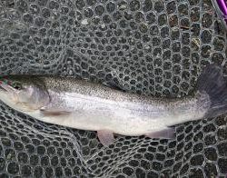 フィッシング サンクチュアリ 釣果