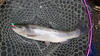 フィッシング サンクチュアリ 釣果