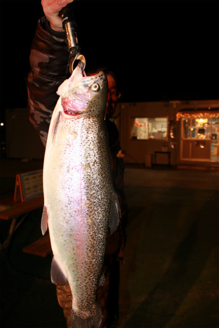 としまえんフィッシングエリア 釣果