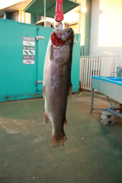 としまえんフィッシングエリア 釣果