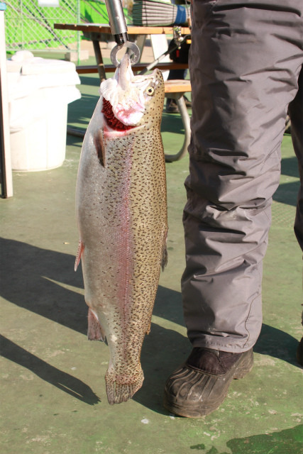 としまえんフィッシングエリア 釣果