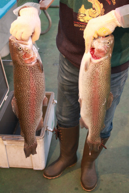 としまえんフィッシングエリア 釣果