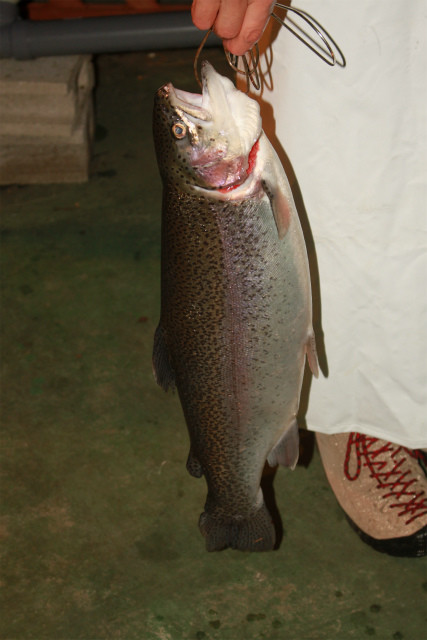 としまえんフィッシングエリア 釣果