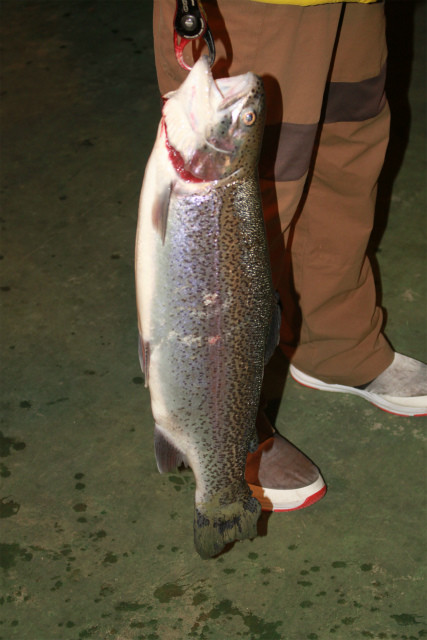 としまえんフィッシングエリア 釣果