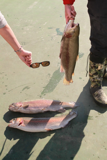 としまえんフィッシングエリア 釣果