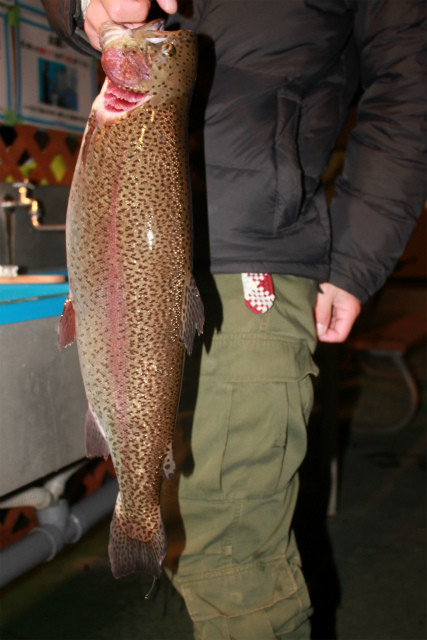 としまえんフィッシングエリア 釣果