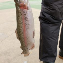 としまえんフィッシングエリア 釣果