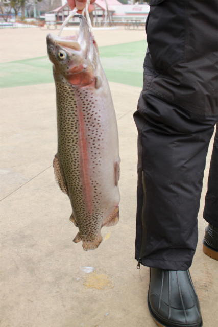 としまえんフィッシングエリア 釣果