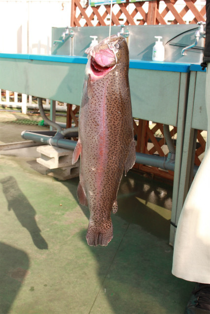 としまえんフィッシングエリア 釣果