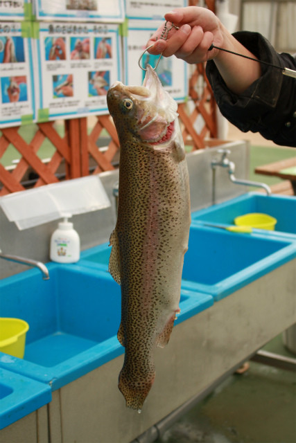としまえんフィッシングエリア 釣果