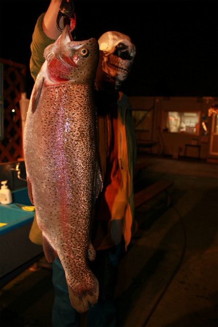 としまえんフィッシングエリア 釣果