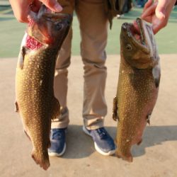 としまえんフィッシングエリア 釣果