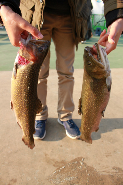 としまえんフィッシングエリア 釣果