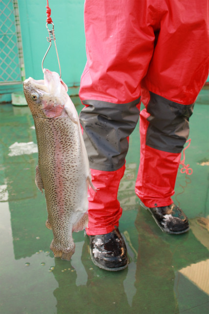 としまえんフィッシングエリア 釣果