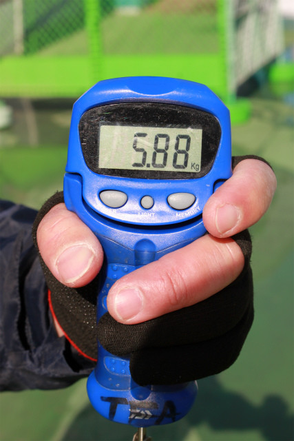 としまえんフィッシングエリア 釣果