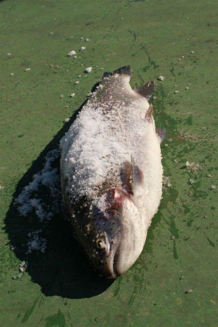 としまえんフィッシングエリア 釣果