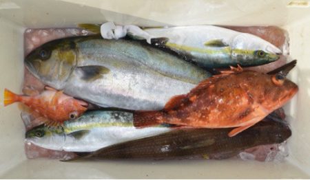 渡船屋たにぐち 釣果