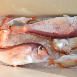 渡船屋たにぐち 釣果