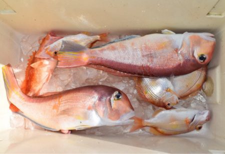 渡船屋たにぐち 釣果