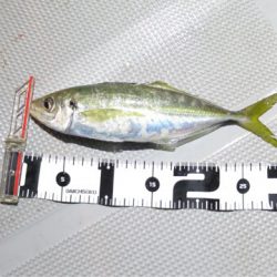 Chase（チェイス） 釣果