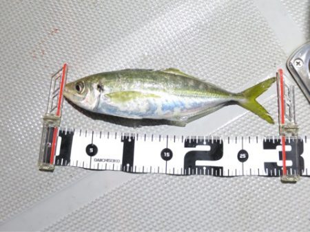 Chase（チェイス） 釣果