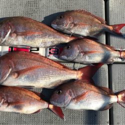 釣鯛洋 釣果