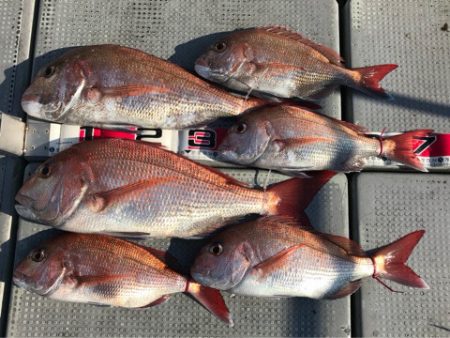 釣鯛洋 釣果