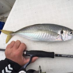 「LaGooN」蒼陽丸 日和号 釣果