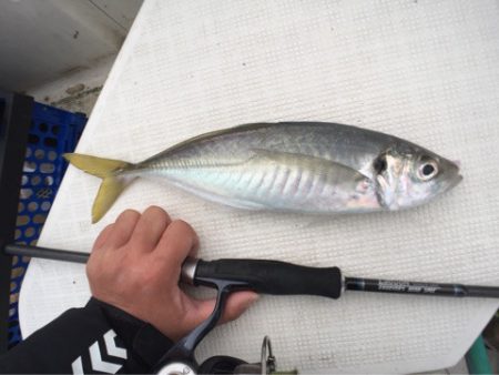「LaGooN」蒼陽丸 日和号 釣果